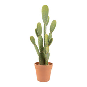 Cactus & Succulent Archives - Naturae Decor